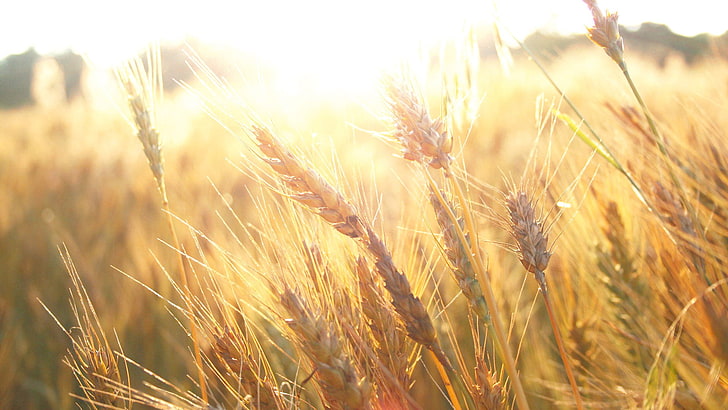 wheat, nature, cereal, grain, field, agriculture, rural, farm, plant, harvest, corn, crop, summer, seed, straw, bread, natural, rye, yellow, farming, grow, growth, ripe, gold, sky, country, golden, food, barley, grass, landscape, countryside, land, close, sun, season, stem, meadow, dry, ear, HD wallpaper