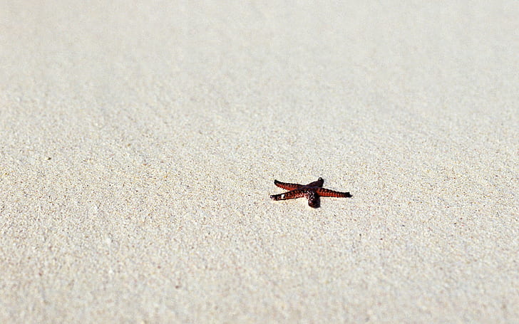 fotografia, natureza, praia, areia, estrela do mar, HD papel de parede
