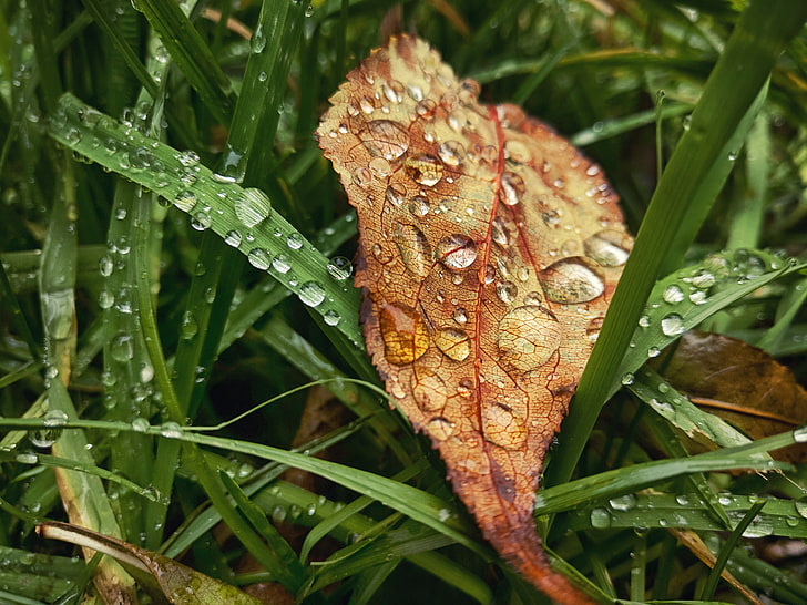 withered leaf, autumn, grass, leaves, drops, macro, sheet, rain, mood, drop, fall, HD wallpaper