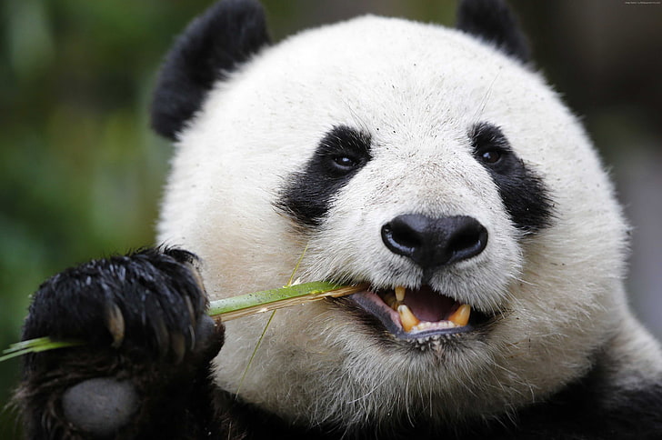 Giant Panda Zoo, söta djur, Panda, HD tapet