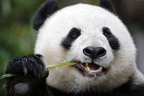 Dev Panda Hayvanat Bahçesi, Sevimli hayvanlar, Panda, HD masaüstü duvar kağıdı HD wallpaper