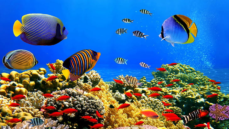 korallrev, stenig korall, färgrik, korallrevfisk, fisk, under vattnet, korall, marinbiologi, rev, HD tapet