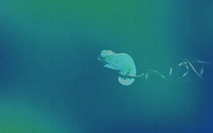 camaleón verde azulado, cameleón, openSUSE, Fondo de pantalla HD
