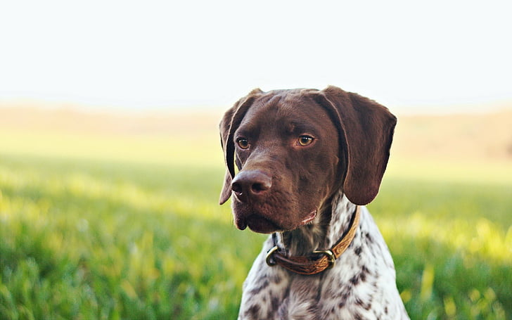 Dogs, German Shorthaired Pointer, Dog, HD wallpaper