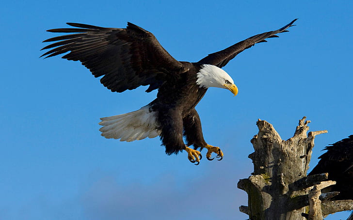 Bald Eagle Landing On A Dry Tree Sky Blue Desktop Wallpapers Mobile Phones And Computers, HD wallpaper
