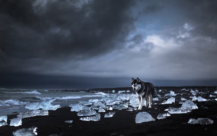 perro, animales, mascotas, husky siberiano, Malamute de Alaska, playa, paisaje, naturaleza, Fondo de pantalla HD