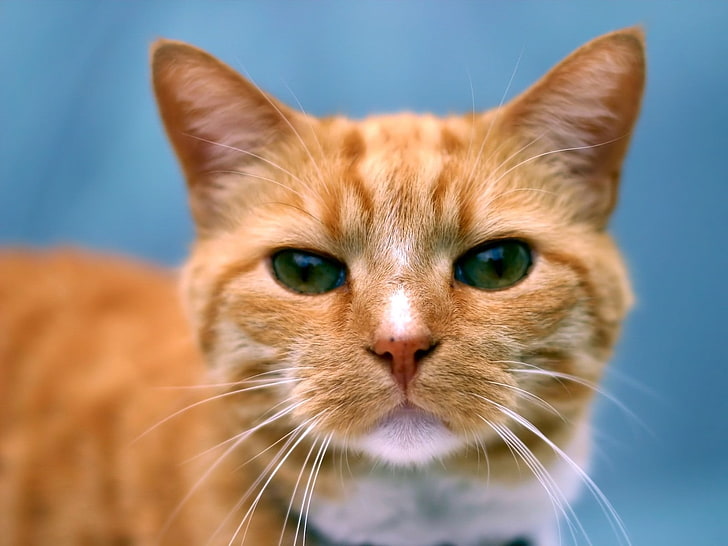 orange and white cat, cat, muzzle, eyes, color, HD wallpaper