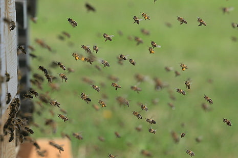 colmena, apicultura, abejas, cerrar, insecto de vuelo, mosca, colmena, abejas, insecto, macro, polen, verano, trabajo, Fondo de pantalla HD HD wallpaper
