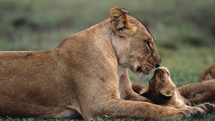 lioness and cub laying on grass, lion, animals, baby animals, nature, HD wallpaper