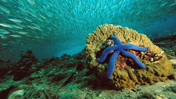نجم البحر الأزرق ، الطبيعة ، نجم البحر ، البحر ، الماء ، تحت الماء ، الأسماك ، المرجان، خلفية HD