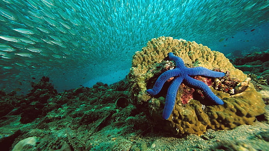 blue starfish, nature, starfish, sea, water, underwater, fish, coral, HD wallpaper HD wallpaper