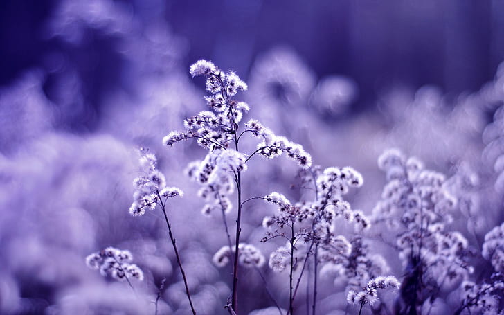 background, dandelions, purple, HD wallpaper