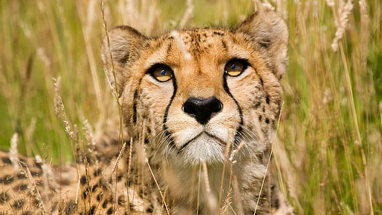 animals, feline, nature, cheetahs, HD wallpaper HD wallpaper