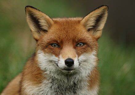 кафява и бяла лисица отблизо фотография, лисица, червена лисица, животно, дива природа, бозайник, природа, животни в дивата природа, HD тапет HD wallpaper