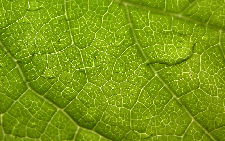 green leaf, leaf, veins, surface, HD wallpaper