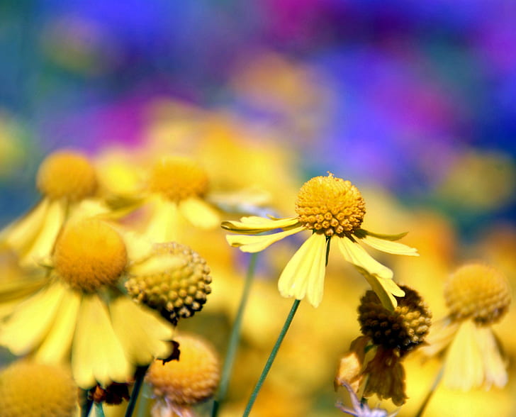 sarı petaled çiçek, dakota, seçici odak, fotoğrafçılık, sarı, çiçek, couleurs, fleurs, jaune, doğa, jardin, bitki, yaz, makro, güzellik, HD masaüstü duvar kağıdı