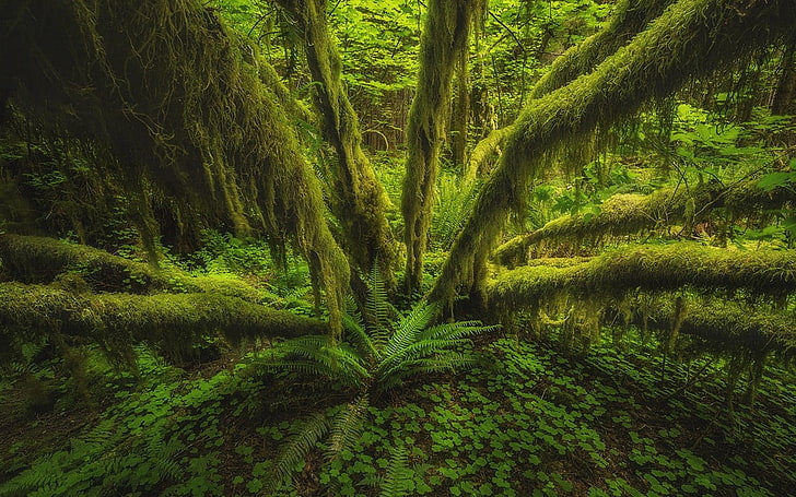 Luftaufnahme der grünen Locke, Natur, Landschaft, Wald, Regenwald, Olympic National Park, Bundesstaat Washington, Farne, Bäume, Moos, grün, HD-Hintergrundbild