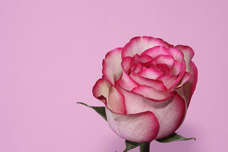 mawar putih dan merah muda, mawar, mawar merah muda, mawar merah muda, bunga, makro, close-up, dunia indah, alam, warna pink, daun bunga, tanaman, mawar - bunga, kepala bunga, kesegaran, merah, keindahan di alam, latar belakang, Wallpaper HD