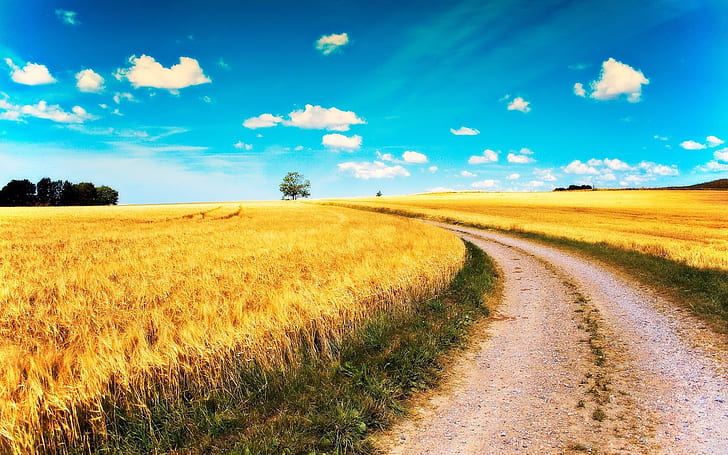 Yellow wheat fields, road, blue sky, clouds, Yellow, Wheat, Fields, Road, Blue, Sky, Clouds, HD wallpaper