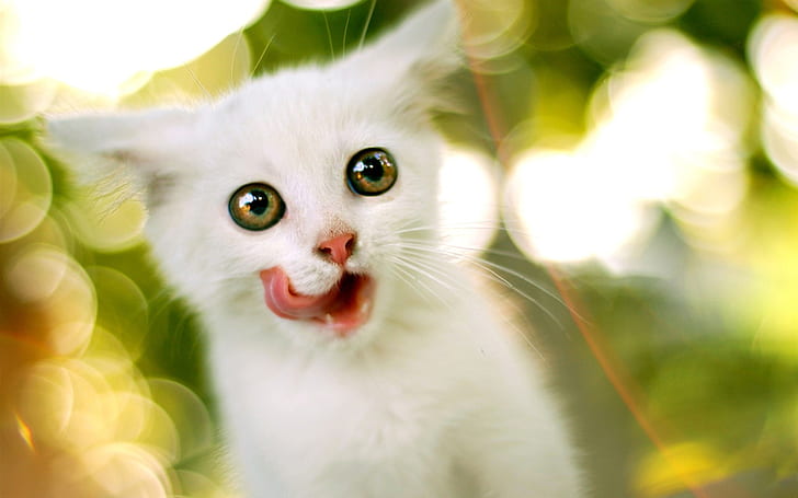 Cat tongue, Cat, Tongue, HD wallpaper