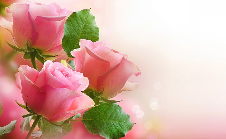 3 Light Pink Roses, three pink roses, Cute, Roses, Pink, Romantic, HD wallpaper