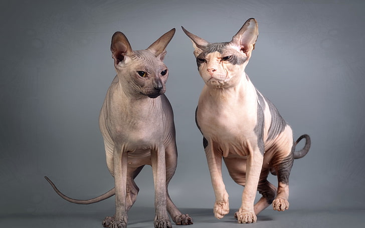 two white Sphynx cats, look, cats, background, Sphinxes, HD wallpaper