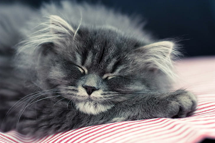 cat, fluffy, face, sleep, long fur grey and black cat, fluffy, face, sleep, HD wallpaper