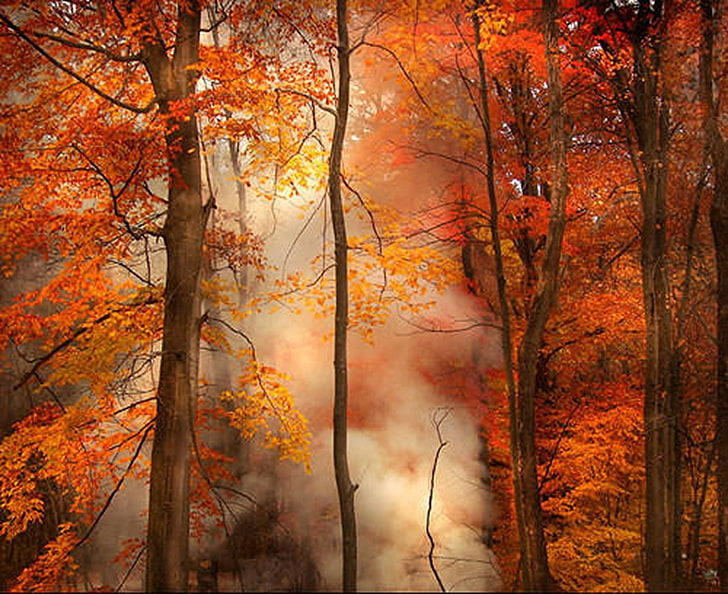 Fog in the Jungle, orange leafed trees, Nature, Autumn, beautiful nature wallpapers, amazing nature wallpapers, hd nature wallpapers, HD wallpaper