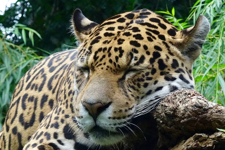 vuxen tiger, jaguar, rovdjur, sovande, stor katt, HD tapet