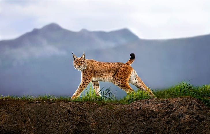 binatang, lynx, kucing besar, alam, Wallpaper HD