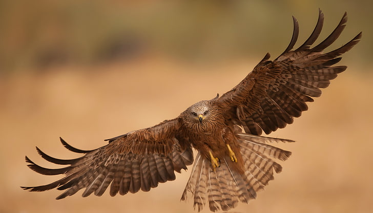 brown hawk, eagle, vulture, bird, wings, flapping, HD wallpaper