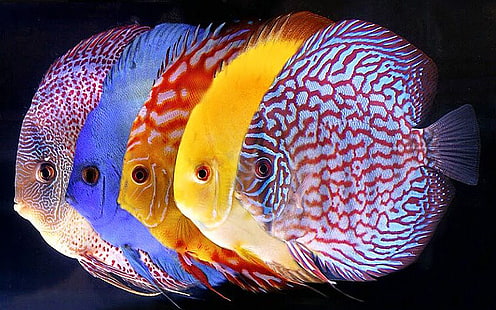 Symphysodon Discus Tropical Fish For Wallpaper Hd Mobile Phone Laptop, HD wallpaper HD wallpaper
