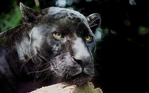 Panther, Wildkatze, Raubtier, schwarz, schwarzer Panther, Panther, Wildkatze, Raubtier, schwarz, HD-Hintergrundbild HD wallpaper