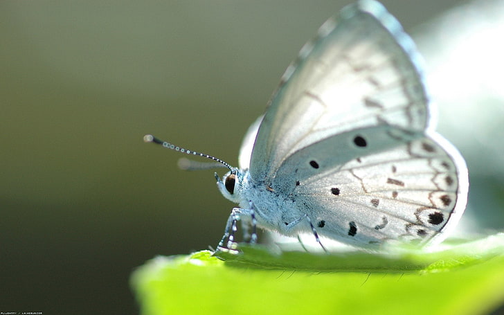 borboleta azul comum, Animal, Borboleta, HD papel de parede