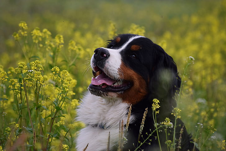 лице, радост, цветя, куче, Бернско планинско куче, HD тапет
