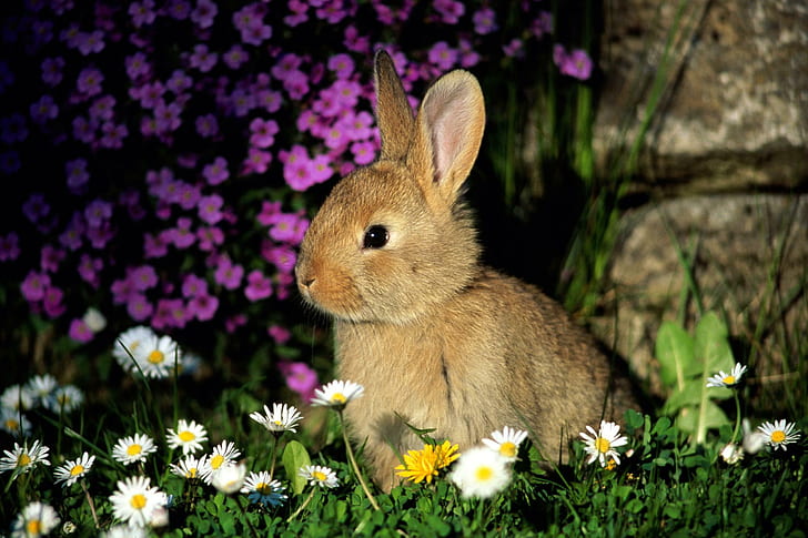 Brown bunny with flower, brown rabbit, with, bunny, flower, brown, animals, HD wallpaper
