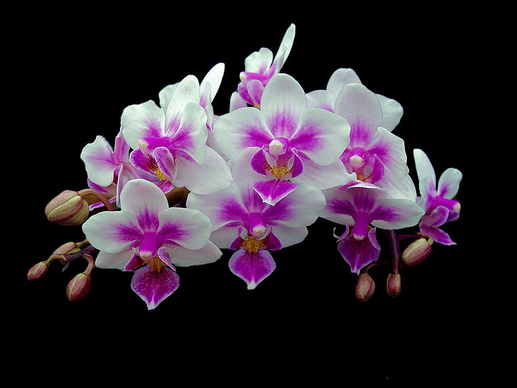 biało-różowe storczyki ćmy, tło, gałąź, płatki, orchidea, Tapety HD