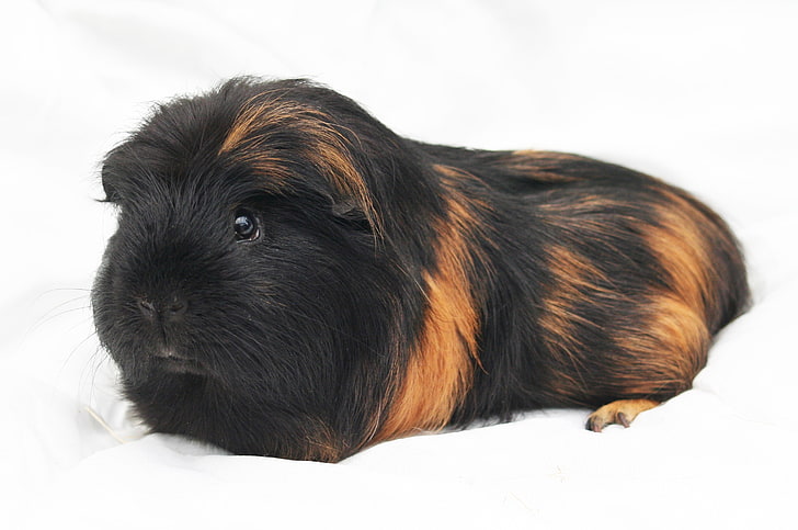 tan dan guinea pig hitam, guinea pig, tikus, berbulu, Wallpaper HD