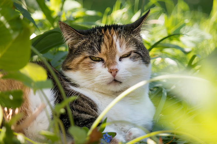 white, brown, and black cat, cat, face, grass, sleepy cat, HD wallpaper