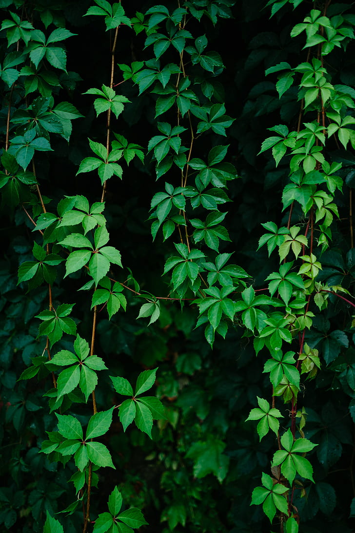 葉の緑のつる植物hd壁紙無料ダウンロード Wallpaperbetter
