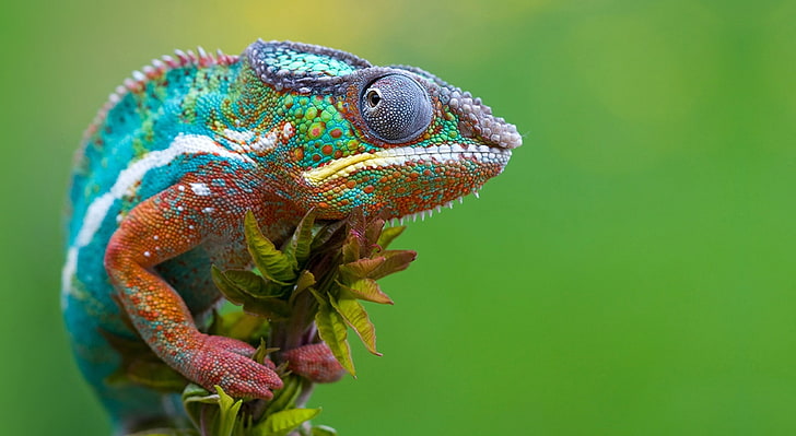 Kolorowy kameleon, zielony, niebieski i biały kameleon, Aero, makro, zielony, kolorowy, kameleon, jaszczurka, fotografia, zbliżenie, Tapety HD