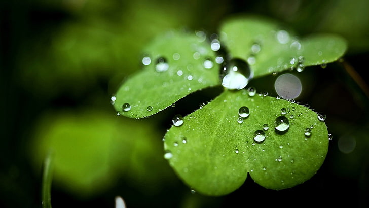 droppe, blommor, blad, regn, dagg, vatten, växt, vår, miljö, våt, droppar, tillväxt, droppe, gräs, färsk, friskhet, regndroppe, vätska, nära, sommar, flora, reflektion, droppar, närbild, ren, kondens, trädgård, transparent, HD tapet