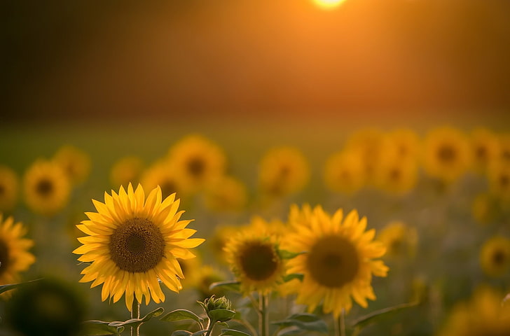 слънчогледи, цветя, поле, жълти цветя, слънчева светлина, HD тапет