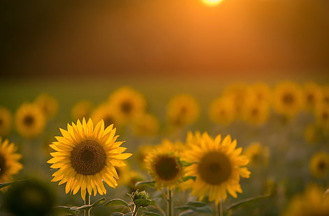 girasoles, flores, campo, flores amarillas, luz solar, Fondo de pantalla HD HD wallpaper