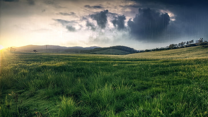 green grass field, grass, field, rain, nature, HD wallpaper