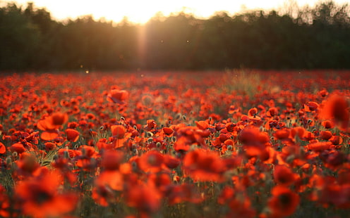 Poppy Field Sunset, flor, naturaleza, amapola, campo, puesta de sol, Fondo de pantalla HD HD wallpaper
