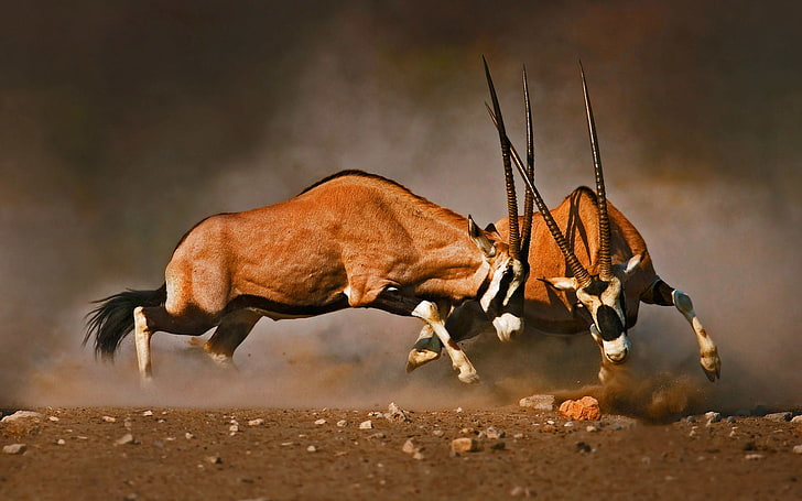 Antelope Fight, brown deers, Animals, Deer, HD wallpaper