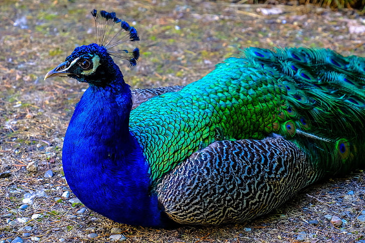 animal, avian, beak, beautiful, bird, blur, close up, color, colourful, exhibition, exotic, feathers, focus, head, nature, neck, outdoors, peacock, peacock feathers, portrait, tail, tropical, wild, wildlife, zoo, HD wallpaper