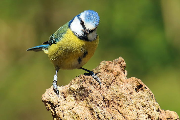 selective focus photography of blue and green short beak bird, blue tit, blue tit, Blue Tit, selective focus, photography, green, short, beak, bird, lackford, lakes, suffolk, canon, 70d, spring, sunny, warm, wildlife, animals, nature, tit, animal, branch, bluetit, animals In The Wild, outdoors, close-up, HD wallpaper