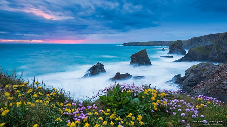 Vildblommor, Cornwall, England, vår / sommar, HD tapet